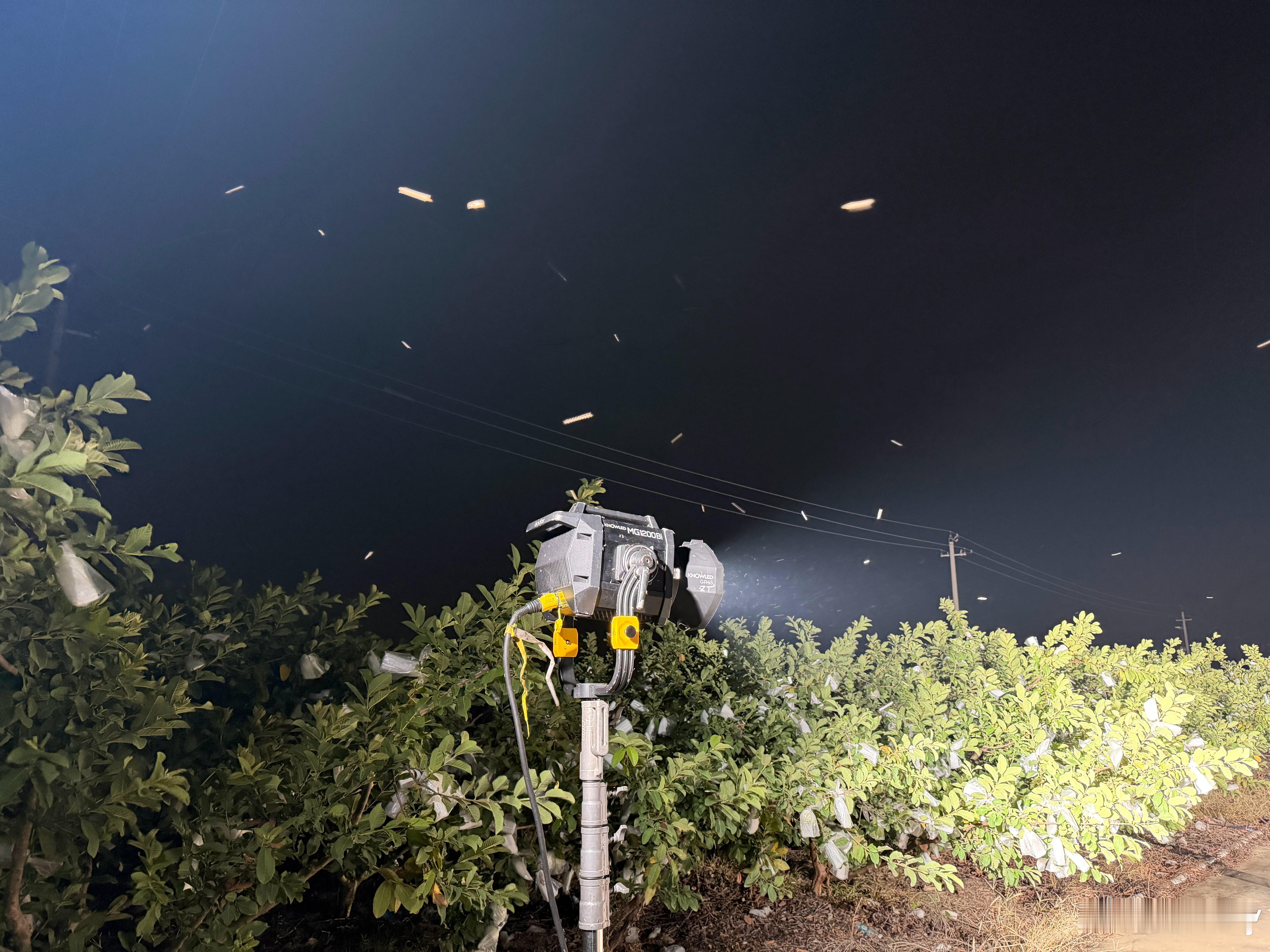 来找蚊子交朋友了