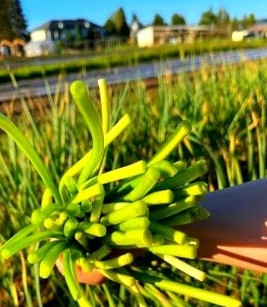 村里一户人家种了20多亩大蒜，抽蒜苔时没雇一个工人，四口之家拼命干活，从天亮干到