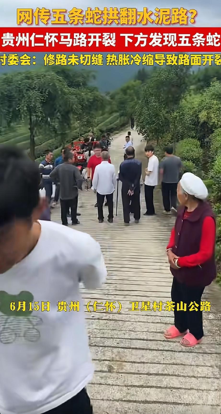贵州遵义一茶山公路裂缝里发现五条大蛇，村干部：蛇大概人手臂那么粗，有大有小，已被