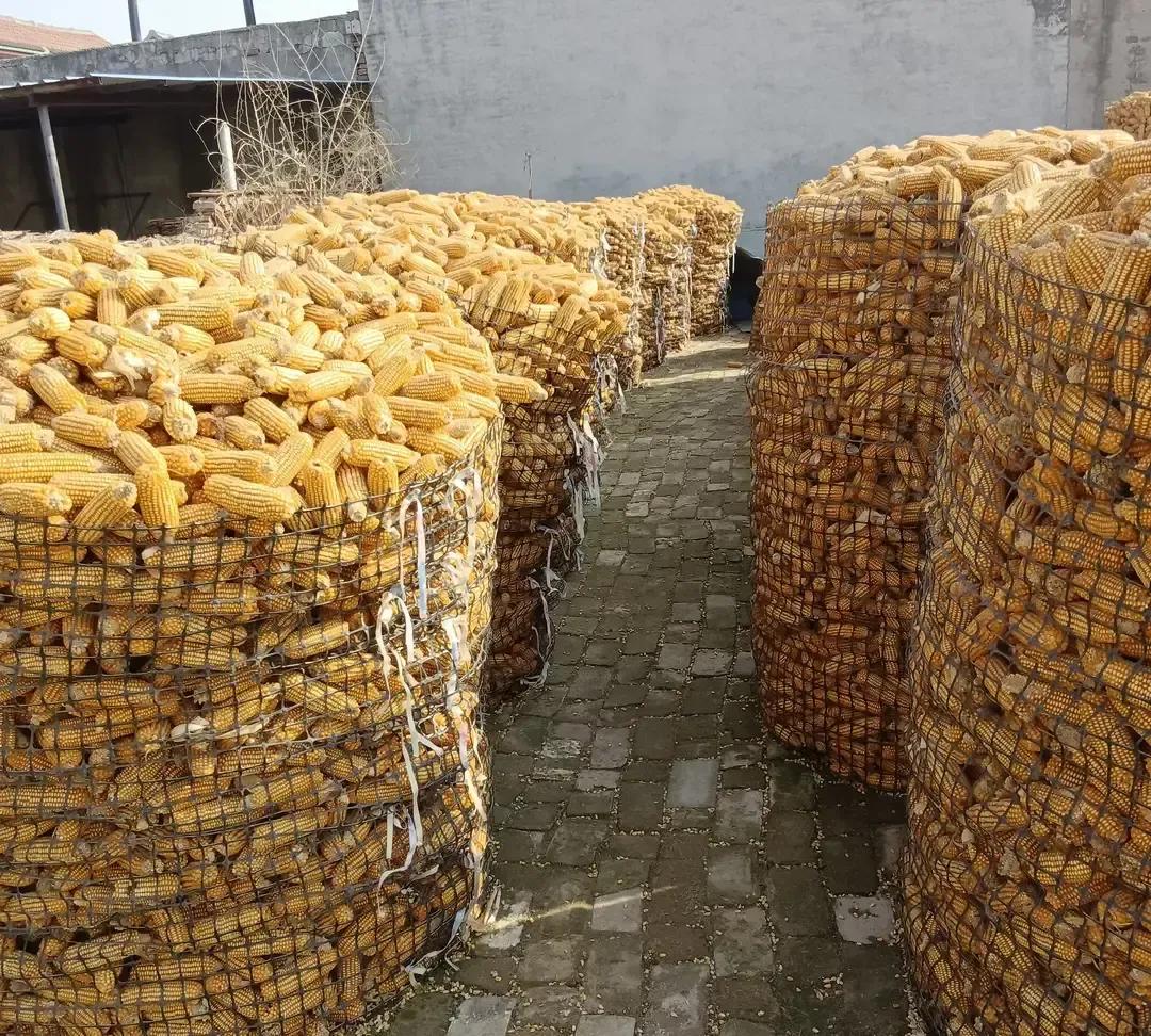 玉米跌到一块零一，我爹把粮仓门一锁，说再等等。去年种子化肥涨得凶，这点价连本都