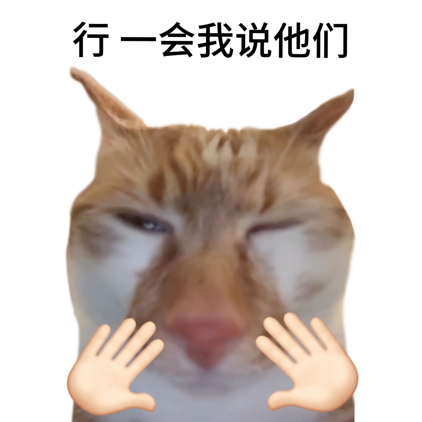 来点评论用的万能回复猫meme表情包​​​