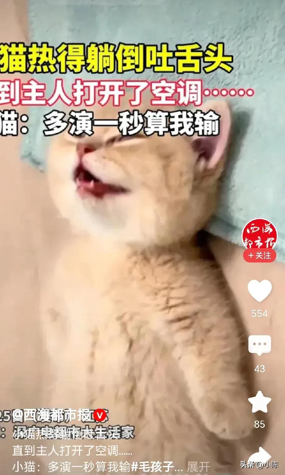 戏精上身！主人一进门，看到猫咪躺在地上一动不动，以为猫咪热中暑了，吓得她赶紧拿耳