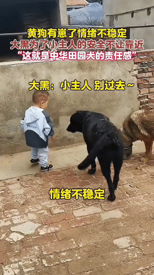 黄狗有崽后情绪不稳定，小朋友好奇想去摸摸。这时，中华田园犬大黑赶忙行动，它挡在小