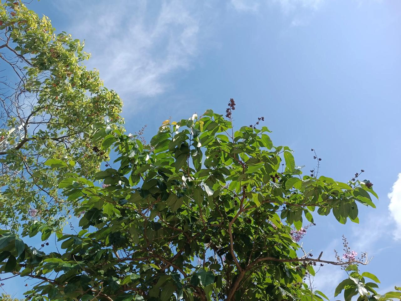 分享一张你最近随拍的照片买菜路上随手拍今天天气晴朗，阳光明媚气温十分舒适！