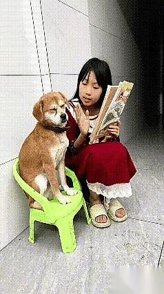 晚上八点整，客厅挂钟刚报完时，这只狗的煎熬时刻准时降临。眼前那个刚上幼儿园的小