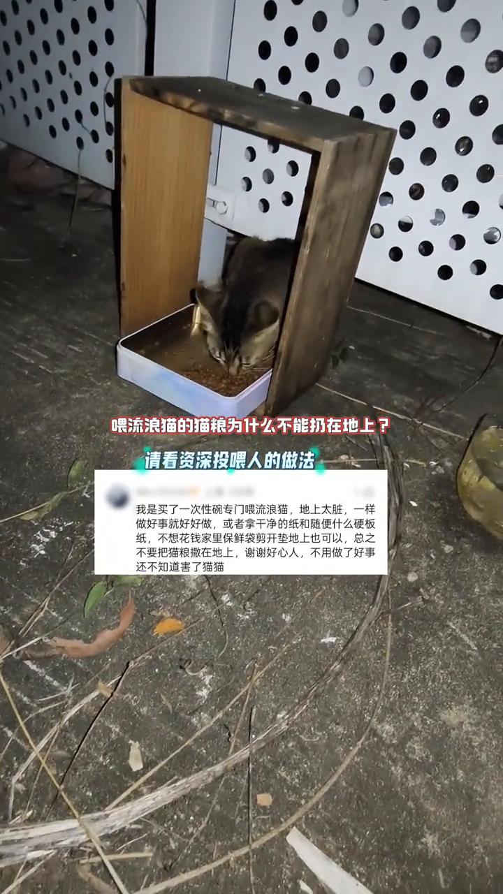 喂流浪猫的猫粮为什么不能扔在地上？请看资深投喂人的做法。我是买了一次性碗专门喂