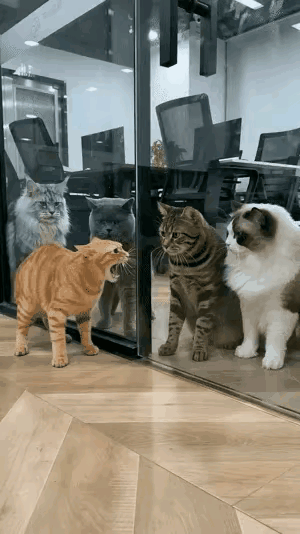 这只大橘在周边猫咪圈向来十分强势，不管是家养猫咪还是流浪野猫，只要在附近活动，它