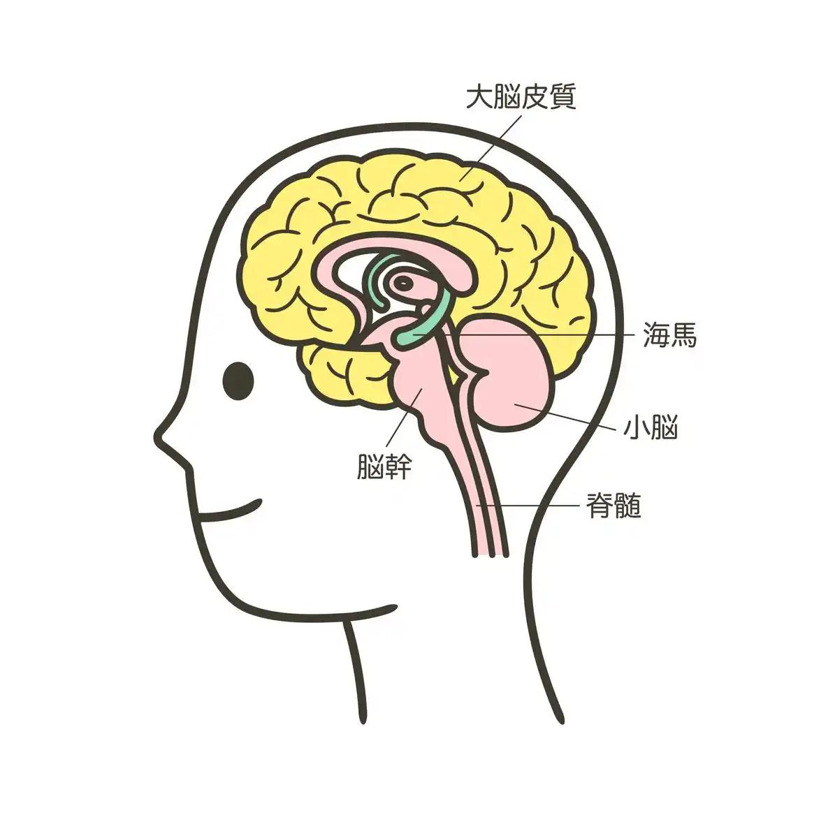 不同年龄段大脑功能有无差异？我认为，差异明显。小孩大脑如海绵，吸