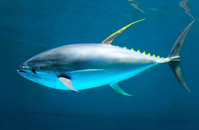 金枪鱼一生都在游泳，1小时狂飙80公里，不是它勤快，是因为它一停下来，哪怕游慢一