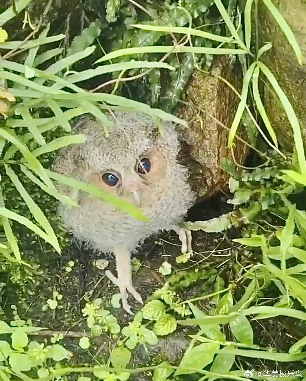 鸟粉投稿角落里发现一只【领角鸮】🦉（二级保护鸟类附近有流浪猫狗，所以小天才给