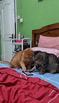 主人把手机放到床上去上厕所，回来的时候看到两只猫咪正头挨着头不停的刷手机。主人一