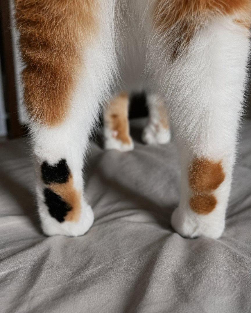 外网很火的小猫咪