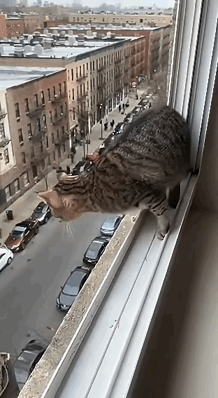 七楼纵身一跃稳落地，猫咪这波操作真不是靠运气！谁懂啊！