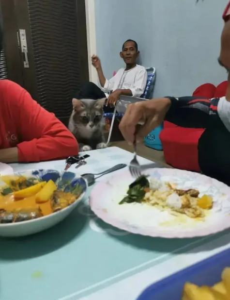 爷爷超级嫌弃猫总躲着它，结果一年后&hellip;猫：就没有我搞不定的！​