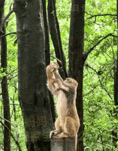 简直就是不可思议！贵州贵阳的一个景区里，猴妈妈抓着幼猴的胳膊，举得高高的，满是幸