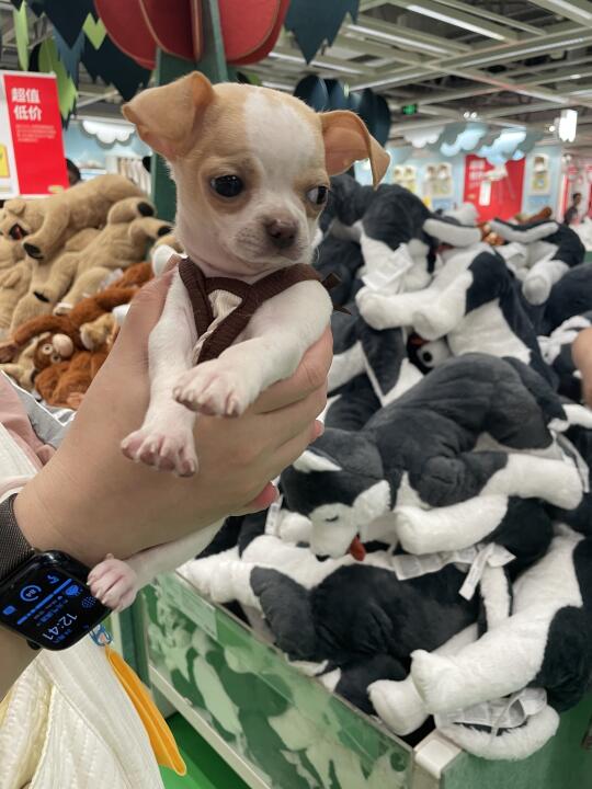 这是个什么东西？？？