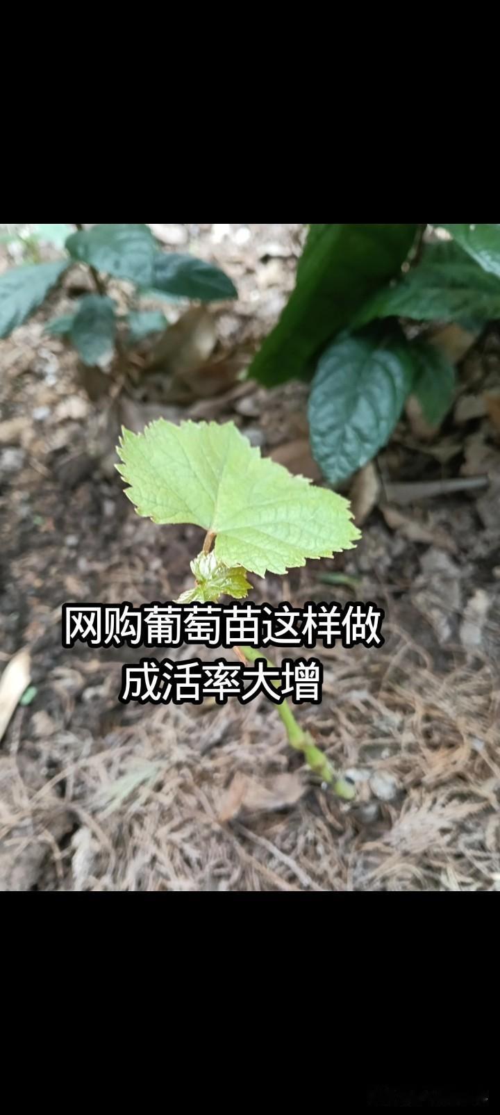 网购葡萄苗保命狠招！狠心剪枝反而更容易成活5月29号8.8元入手了3株葡萄
