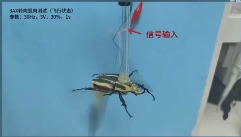逆天了！中国推出军用蜜蜂机器人！这东西，现在看起来就是好莱坞负责创意，五角