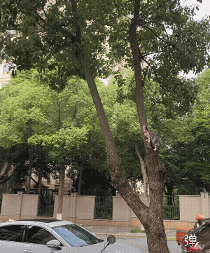 小鸟被小猫吃掉了，鸟妈妈是来报仇的，即便打不小猫，被吃的危险，也要和猫咪拼命，为
