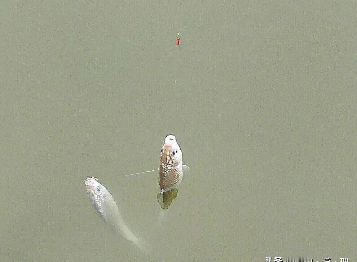 阴天看不清竿梢？你的鲫鱼正用竿尖给你发电报。稳重地点两下头，那是鲫鱼在嗦饵。