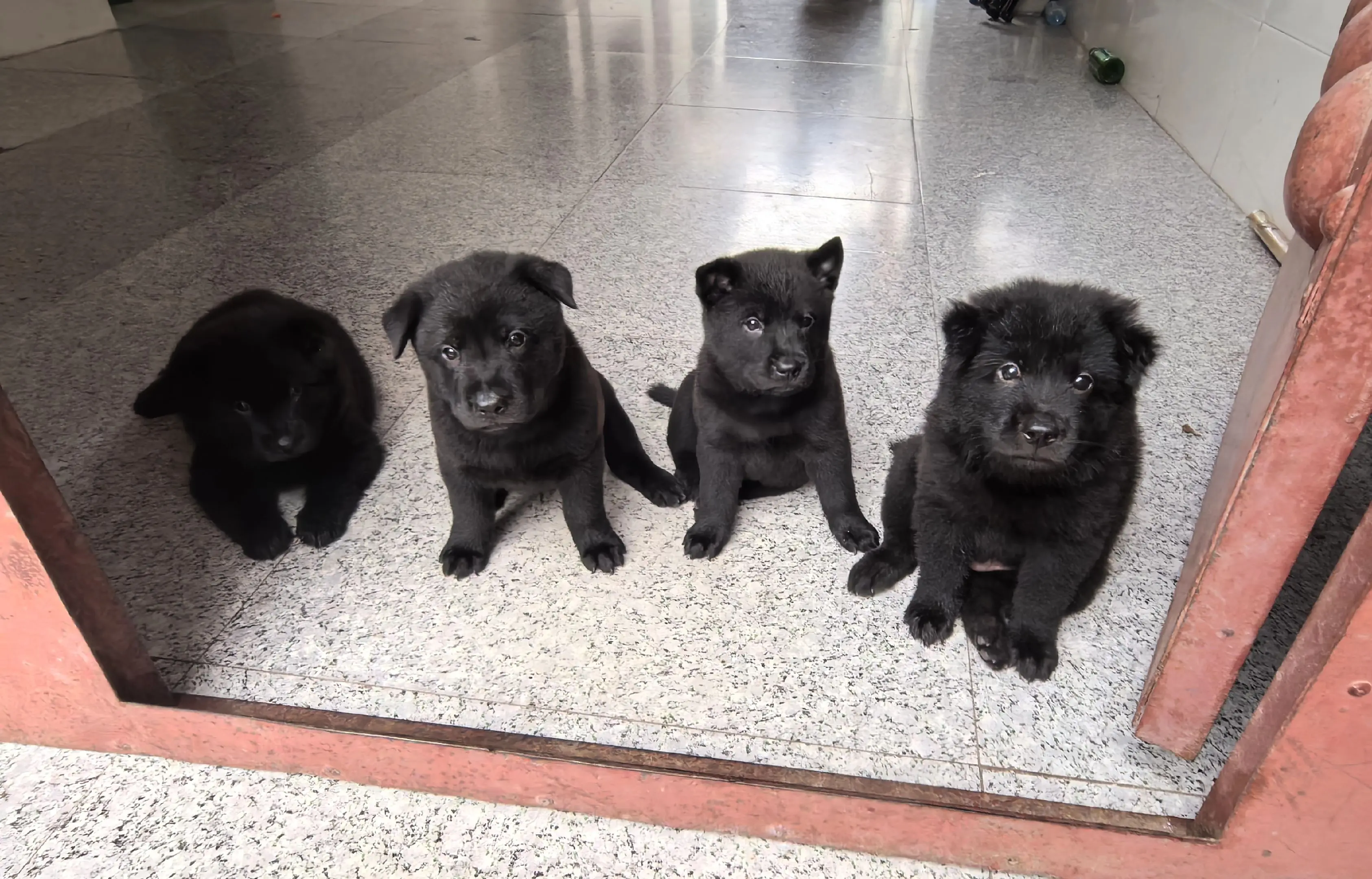 中华田园犬是好宝宝 晒晒我家的小土狗