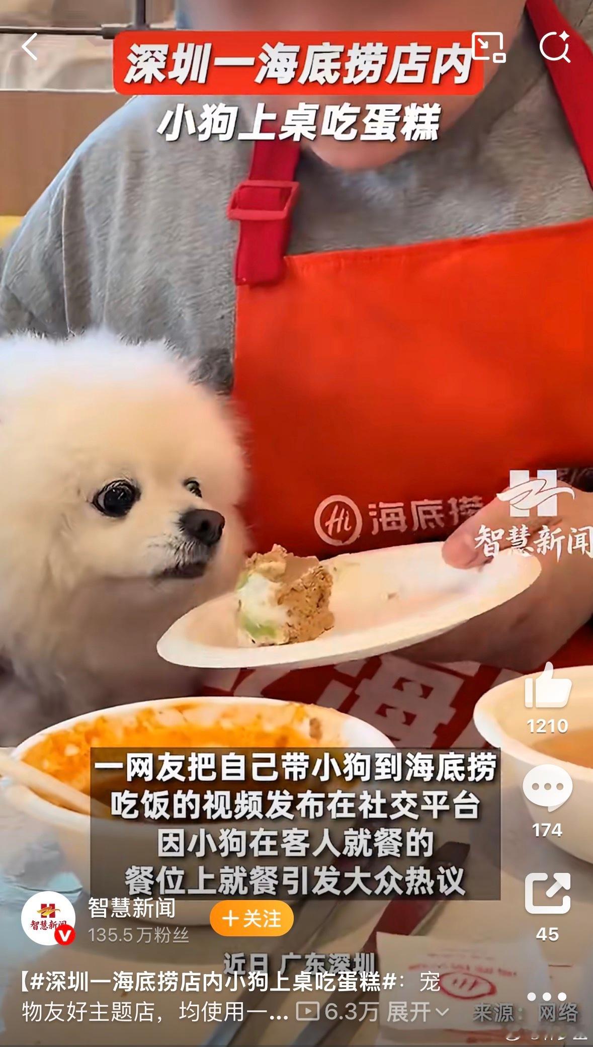 海底捞全国门店谢绝携宠就餐人用餐的地方，真的没必要带狗，因为狗也不好吃人的食物。
