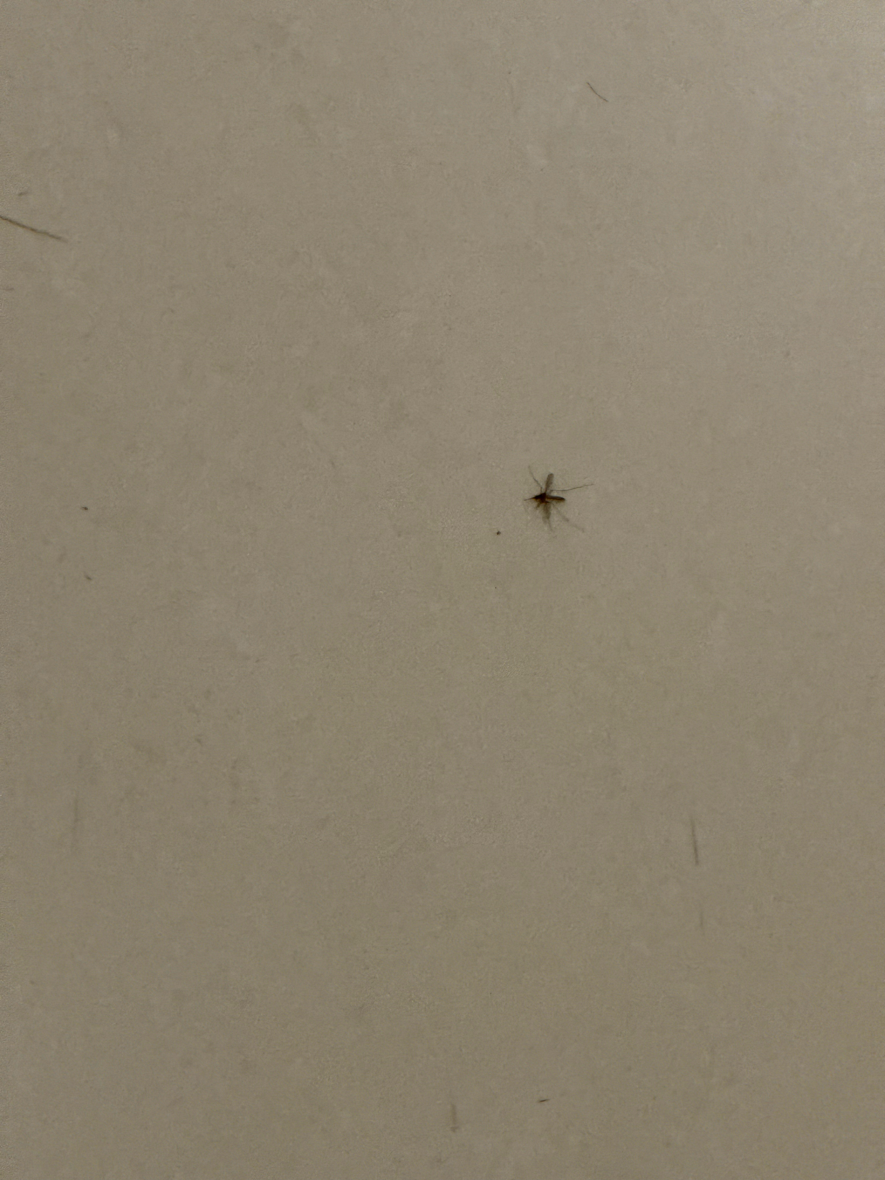 最近广州蚊子真多得有点可怕。我家快30楼了，住了7年从来没遇到过这么多。