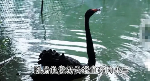黑天鹅夫妻和小三鹅后续来了！真想清蒸红烧这只渣鹅！这场“鹅界三角恋”到底何去何从？