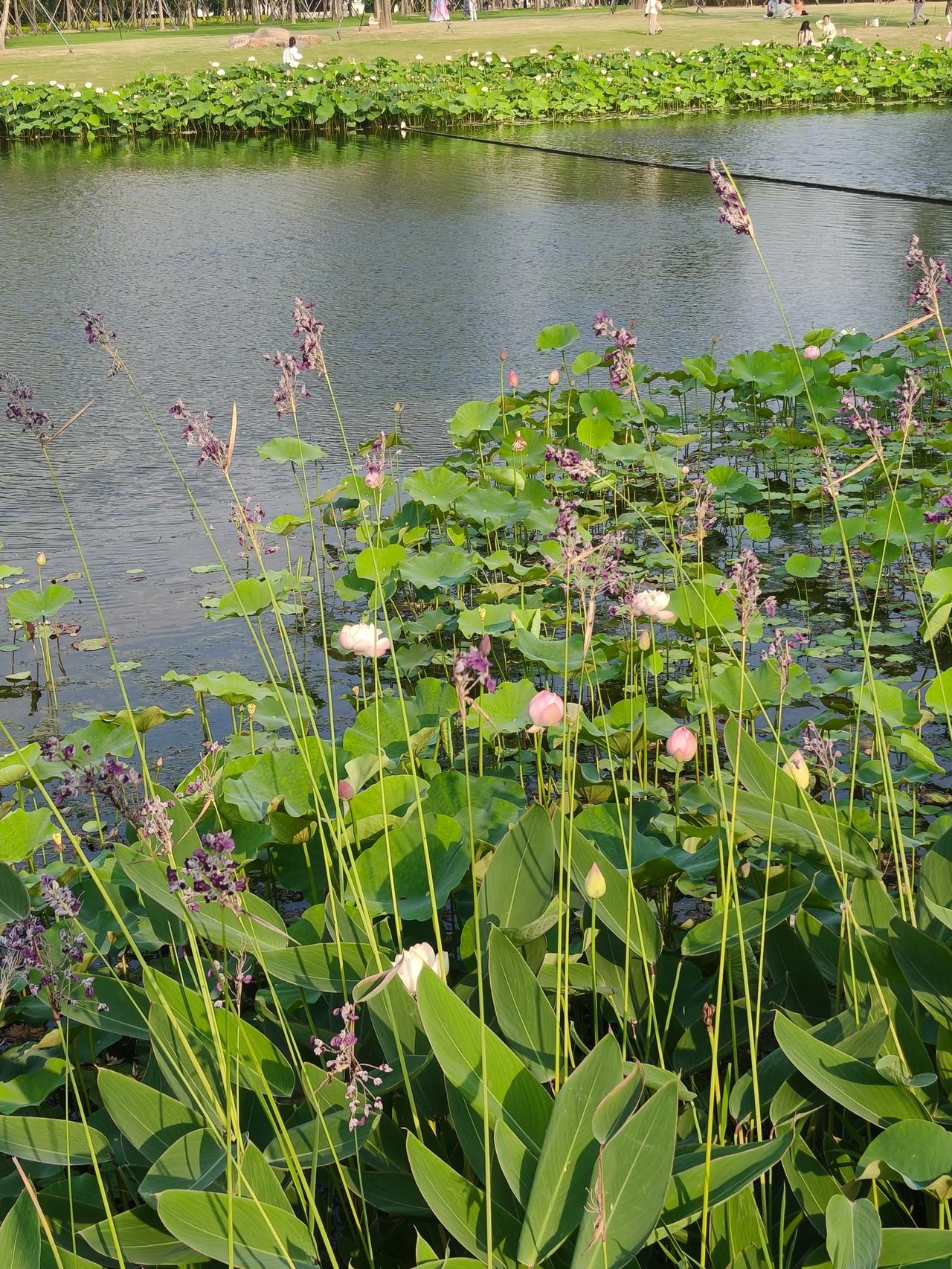 夏日寻清凉，美景不可负。清晨去荷塘，薄雾还未散。荷叶上的露珠，在微风中滚来滚