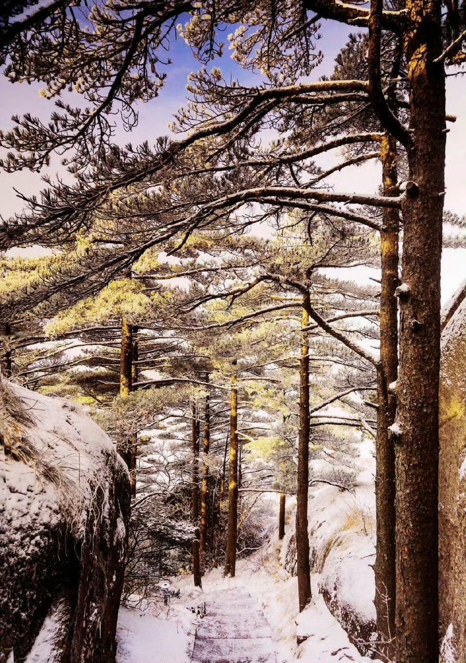 黄山四季皆胜景，冬雪堪称最销魂！