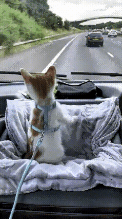 全网炸锅！这只猫咪坐车的表现，竟让主人直呼“遇到假猫”主人晒出猫咪第一次坐