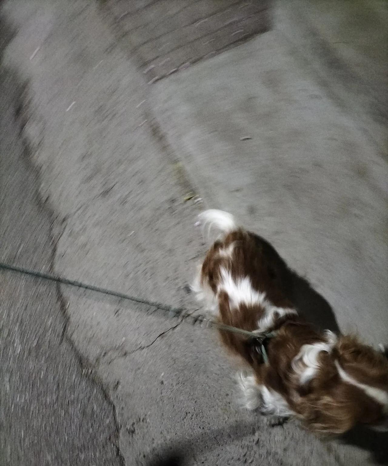 主人出门几天，家里的宠物怎么办？朋友家里养了猫和狗，出门时间长，狗要送到寄养宠