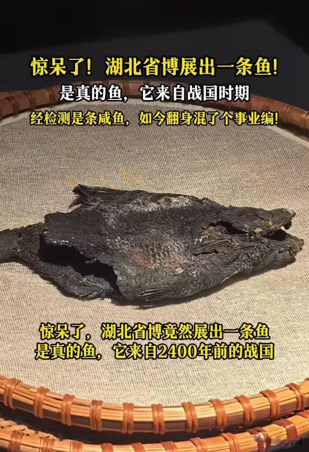 太稀奇！“咸鱼翻身”在这一刻具象化了。湖北博物馆竟然展出了一条快要碳化的鱼，而