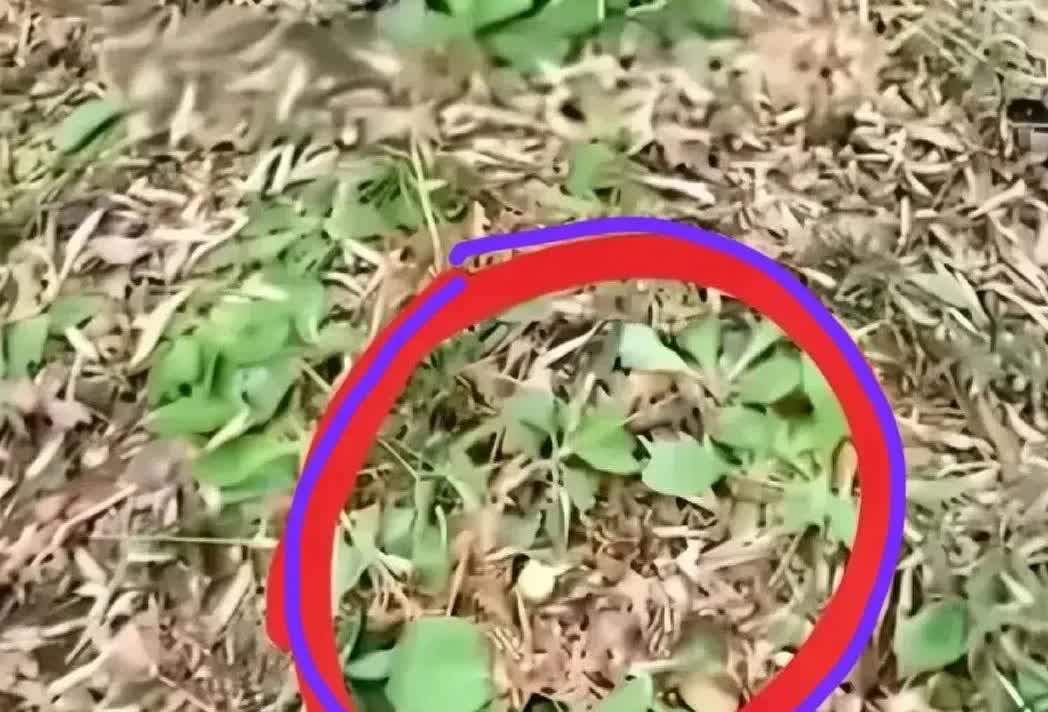 河北，一名女子清明节提着祭品一个人上山去看望去世的爷爷，可当她走到爷爷坟前时，发