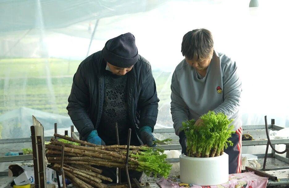 小小刺嫩芽让“猫冬季”成“增收季”