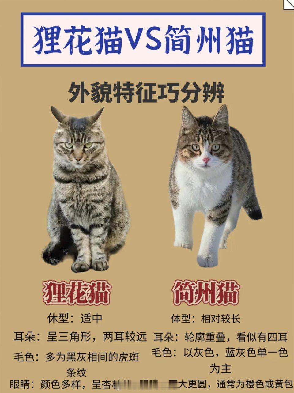 为什么猫咖没有狸花猫家里这个是狸花猫吗🌚听说是简洲猫[思考]搜了一下图片，