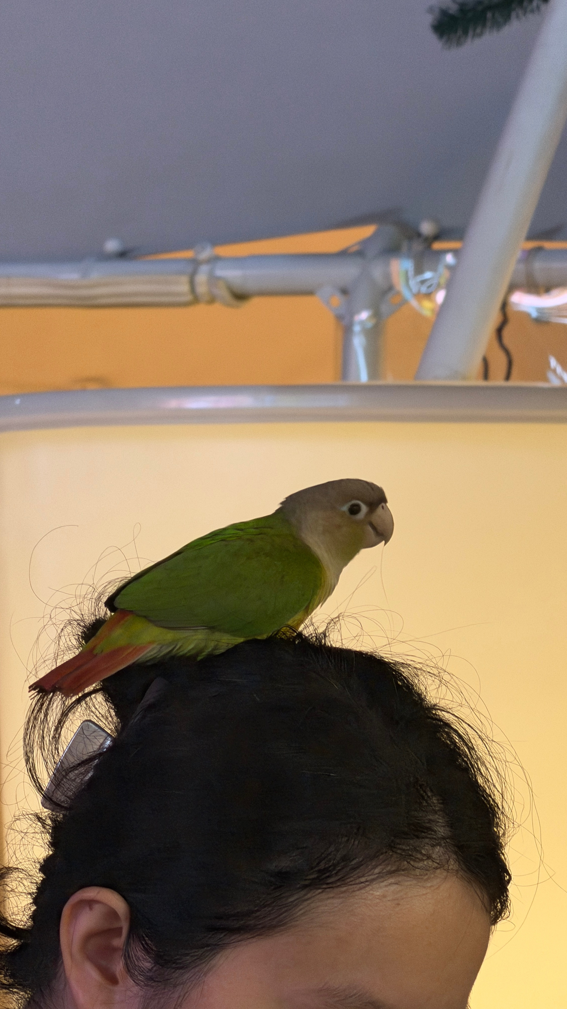 被本地人的松弛感惊呆了竟然在头上溜活鹦鹉🦜！