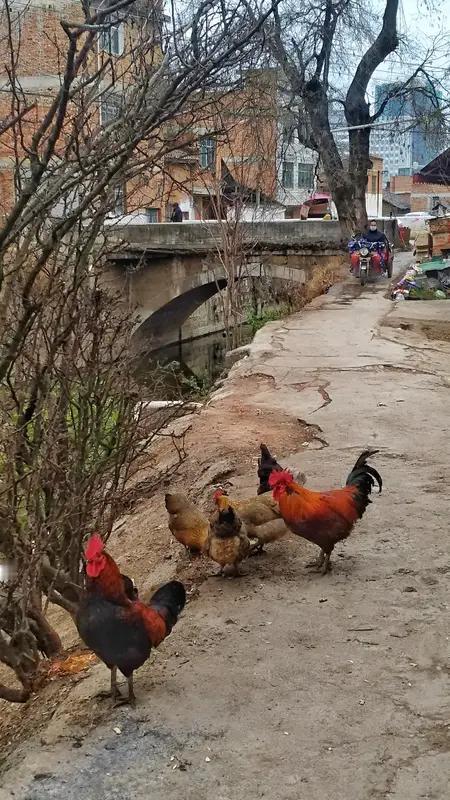 2025年12月31日，湖南永州一男子陈俊带妻儿开直升机回老家过元旦，引发网友关