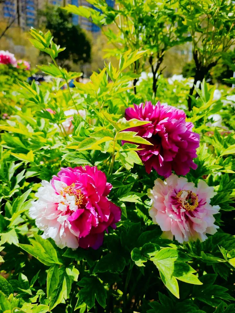 “唯有牡丹真国色，花开时节动京城。”对于无数外地游客来说，洛阳牡丹花会不仅是一场