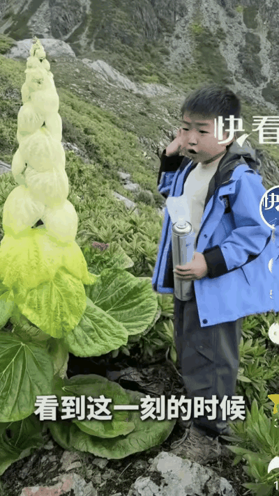 海拔4000米的顿悟！男孩偶遇高山塔黄，瞬间读懂大自然最顶级的人生课，西藏高原