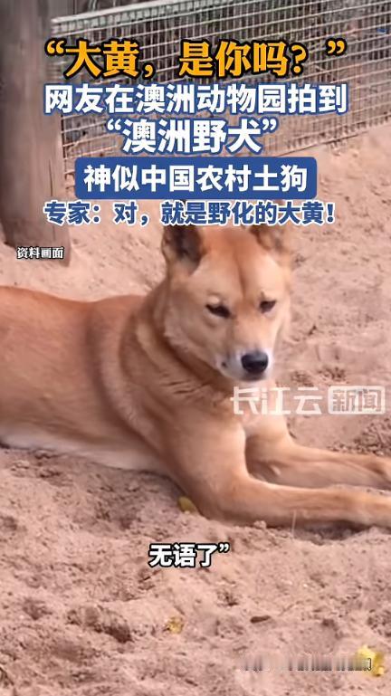 “大黄，是你么？！”近日，澳洲，一女子花300多元的门票，在当地动物园看见了“澳