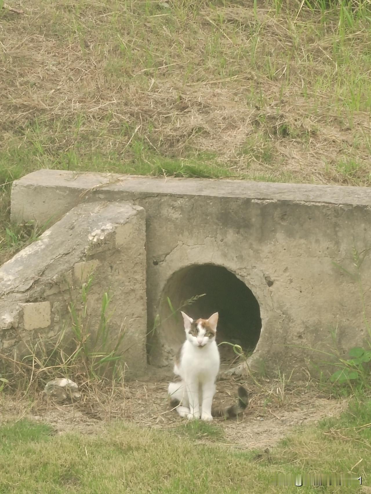 生活趣事：聪明漂亮的小花猫早上溜达逛公园偶遇趣事乐心田忽见一处下水道花