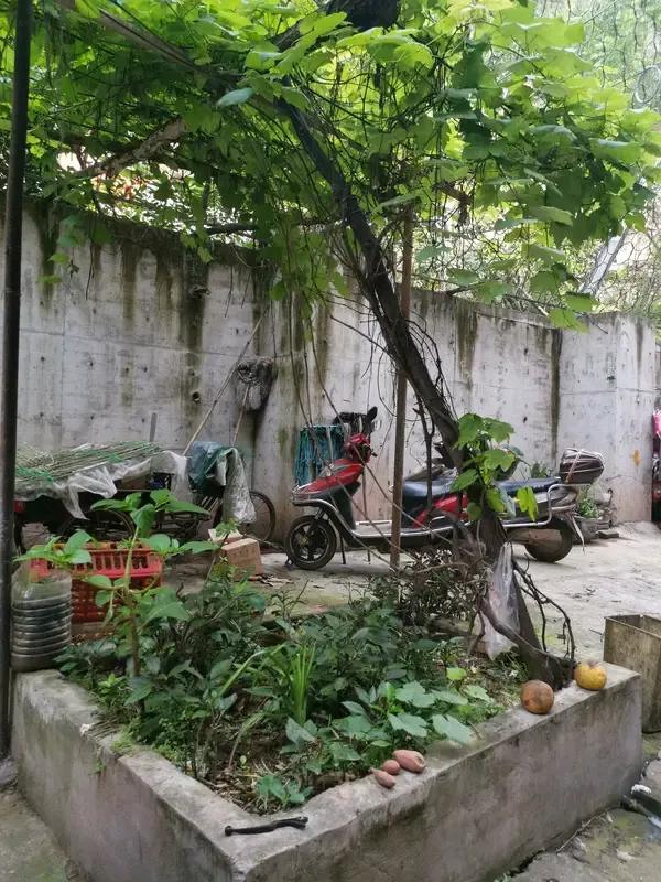 农家院子里确实不该种树，特别是高大的树木。因为高大的树会遮蔽阳气，而阳光代表正气