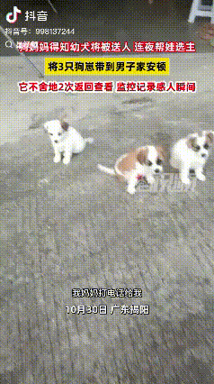 “解释不清了！”广东揭阳，一男子家狗子生了四只小狗，顺口对狗子说了一句：“这太多