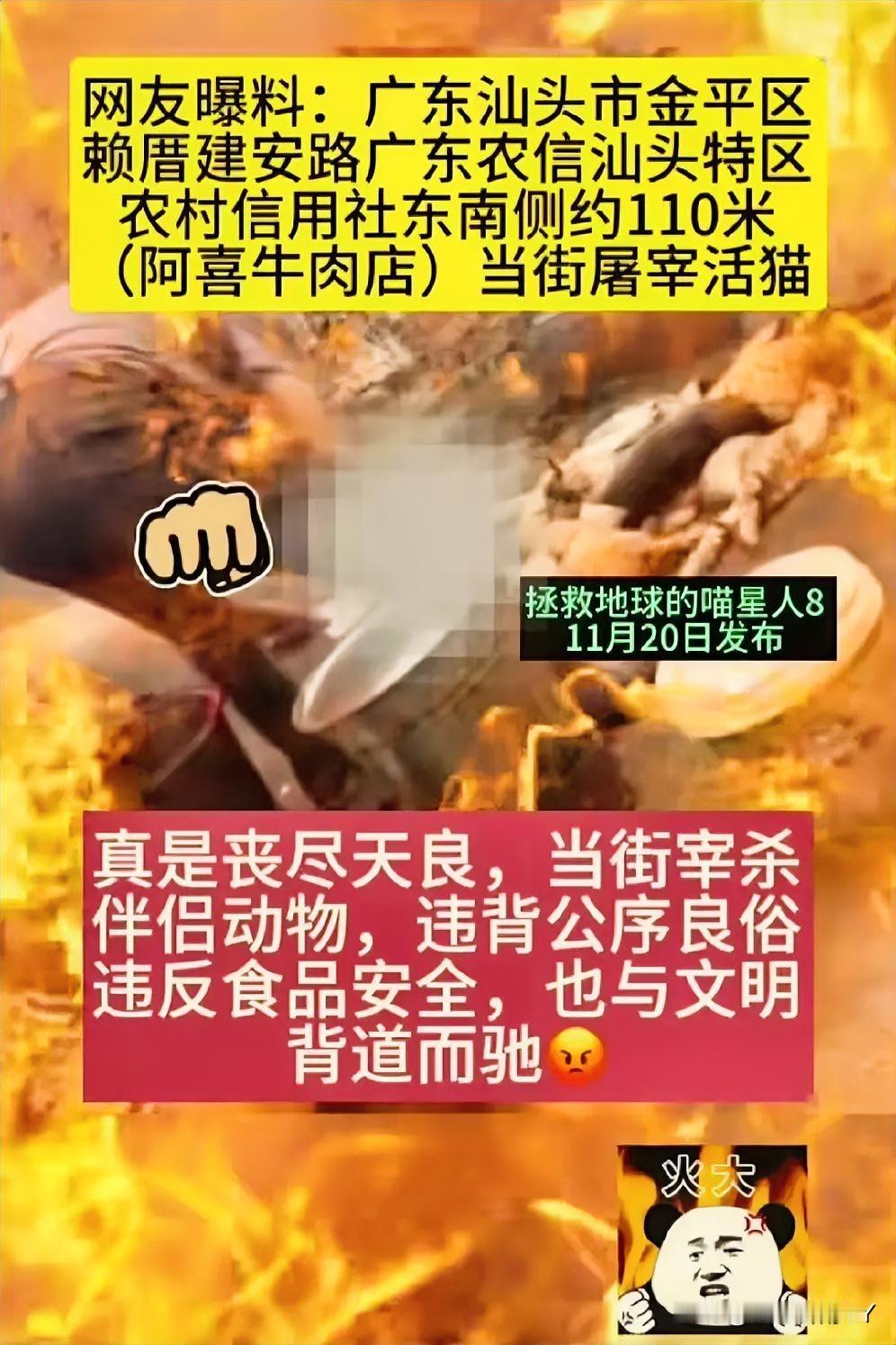刷到网友爆料的当街屠宰活猫画面，我的内心满是难过。对不少人来说，猫狗是陪伴自
