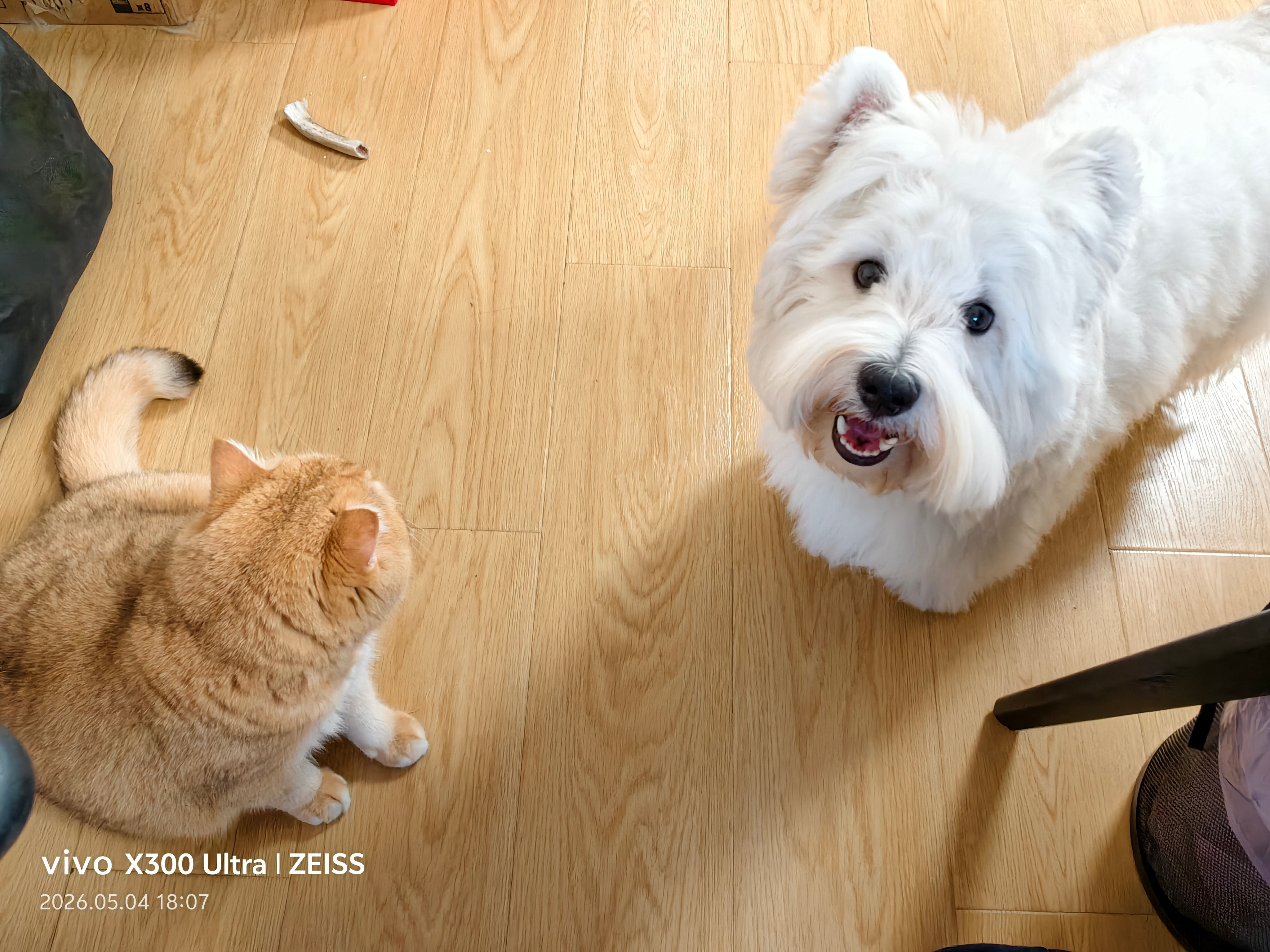 一个半小时猫和狗都翻新结束立省1000块！！！这可真是个省钱的好方法