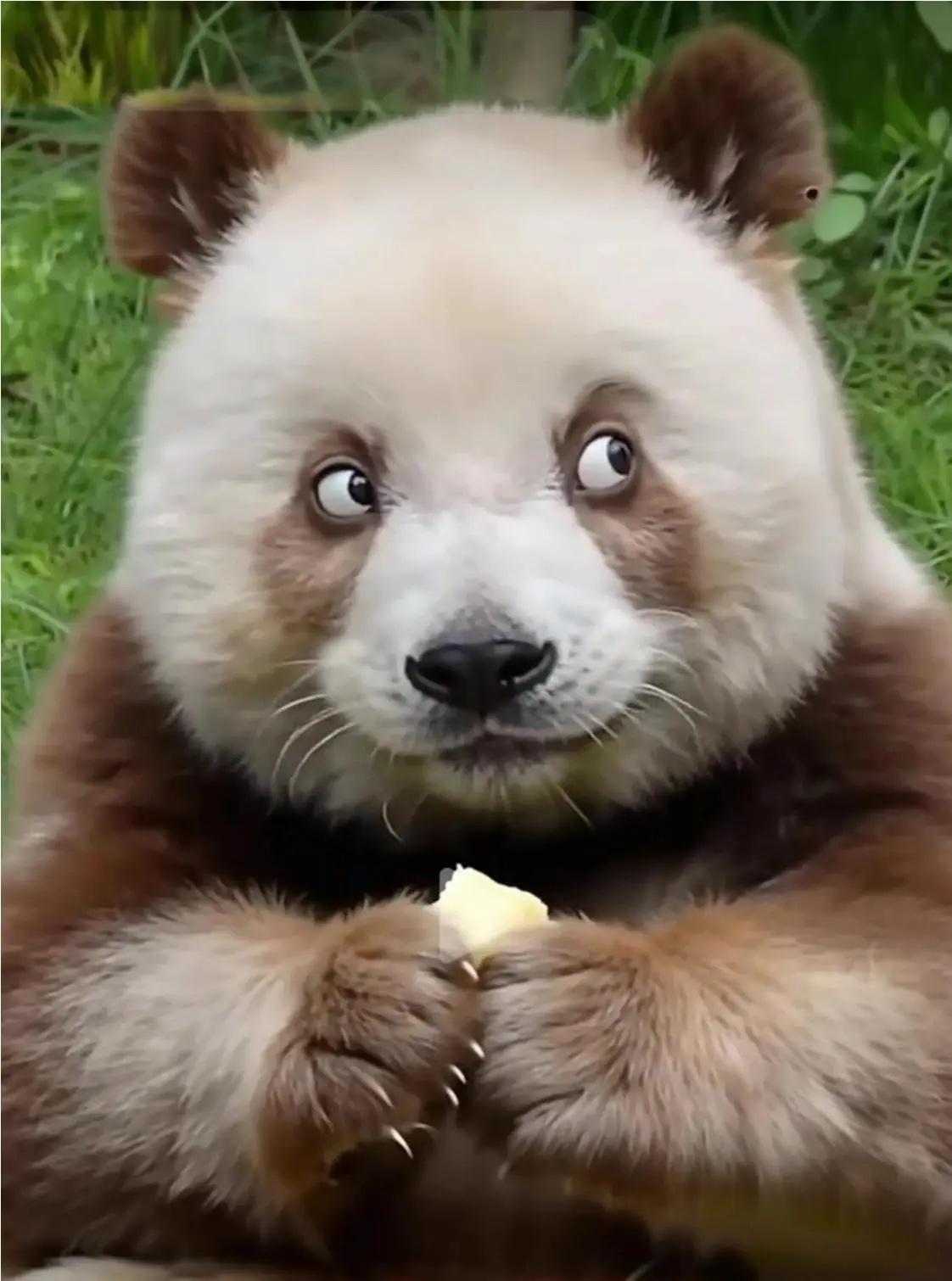 谁懂啊！大熊猫七仔才是熊猫界的“人间清醒”吧，这心眼子多到快溢出来了！作为全