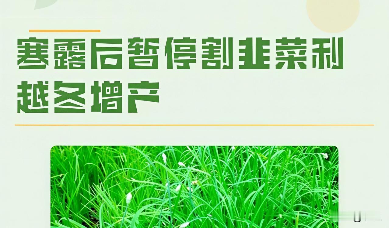 寒露以后还割韭菜吗？这样打理，才能安全越冬！寒露一过，气温慢慢走低，很多菜