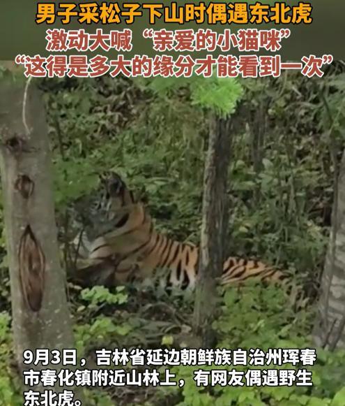 “无知者无畏！”今年9月，吉林珲春，一男子采松子下山时，突然看到旁边的树林中有动