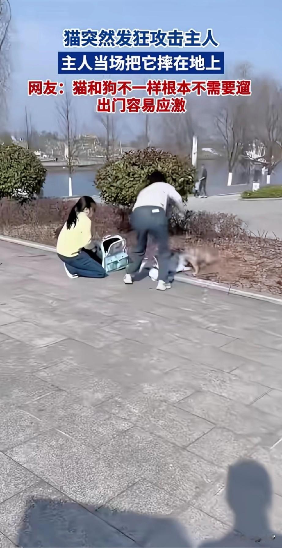 两位女孩一看就是爱猫人士，她们利用自己休息的时间，带着自己的爱猫出来遛猫，